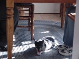 Coco Under The Table